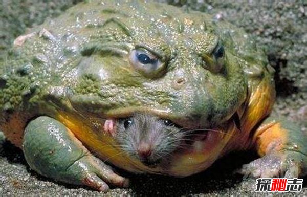世界上最大的青蛙：非洲巨蛙重3千克长30厘米（婴儿大小）
