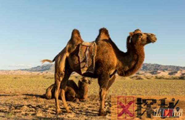 蒙古旅游哪个季节好?蒙古旅游必知的15大事项