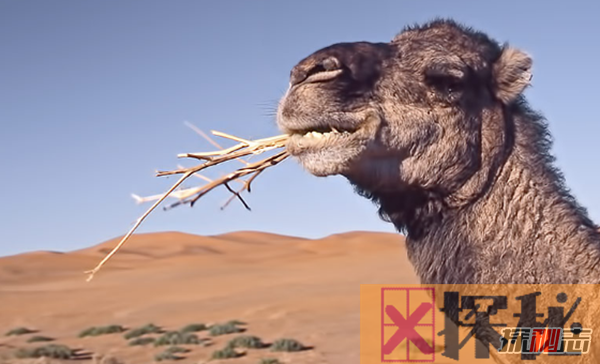 骆驼的驼峰有什么作用?骆驼的十大特点和作用