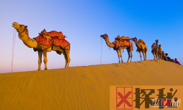骆驼的驼峰有什么作用?骆驼的十大特点和作用
