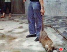 黑龙江30斤大老鼠真相?是真的吗?