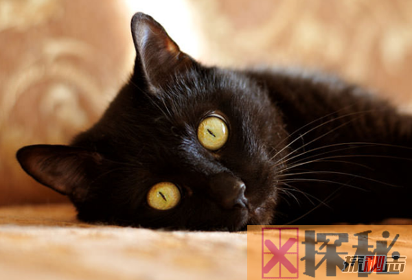 日本十大有趣的文化现象 黑猫被认为是好运的象征