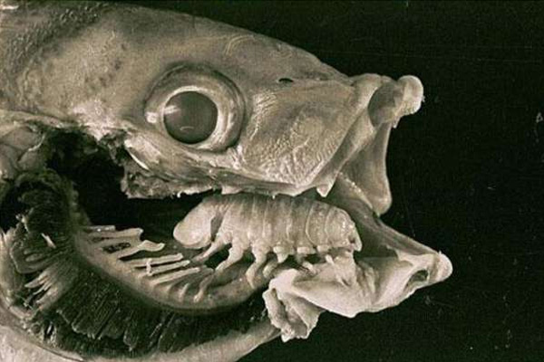 鱼头惊现外星寄生虫，残忍吞噬替代宿主舌头