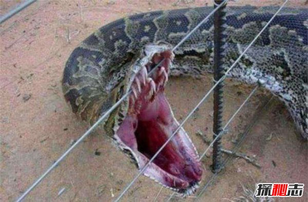 云南修路挖出18米大蛇 挖蛇司机路上心梗死亡