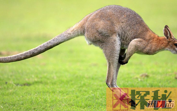 跳跃能力最强的10种动物 袋鼠排第五,第一实至名归