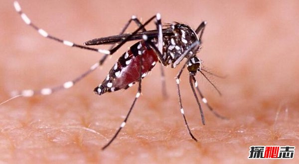 世界上最大的蚊子吃人？40多人因蚊子而丧生(传染性强)