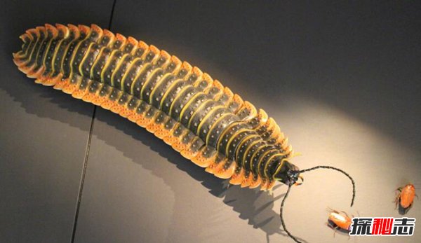 石炭纪十大恐怖生物 展开75厘米宽的蜻蜓你见过吗