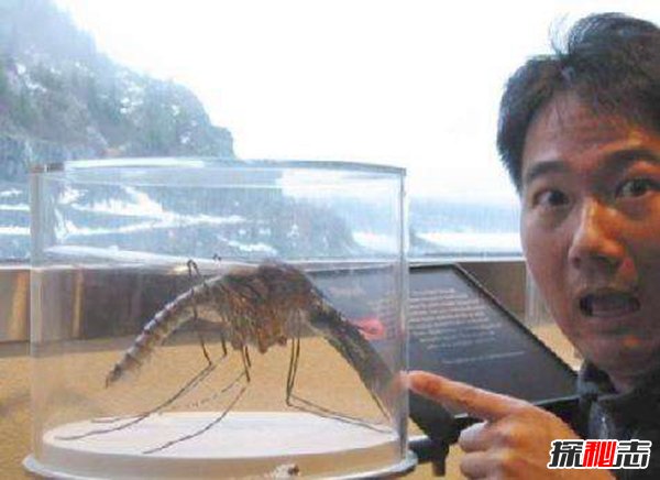 世界上最大的蚊子吃人？40多人因蚊子而丧生(传染性强)