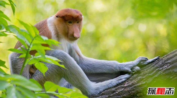 世界最贵十大动物 第一价值1600万美元叫绿猴却不是猴