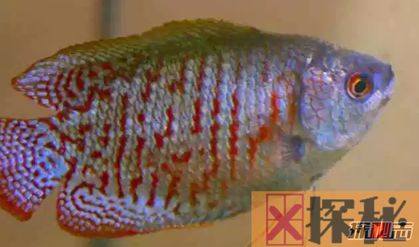 世界上最美丽的十种鱼 第二价格昂贵,第三好运象征(附图)