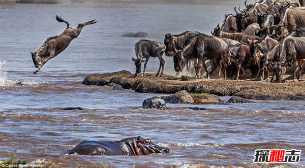肯尼亚动物大迁徙 不容错过的人间奇迹
