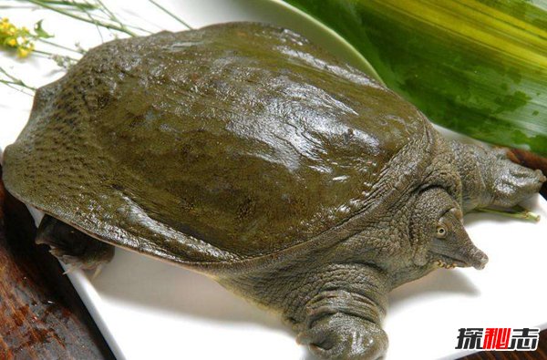 地球现有乌龟寿命排行 第一名寿命让人吃惊