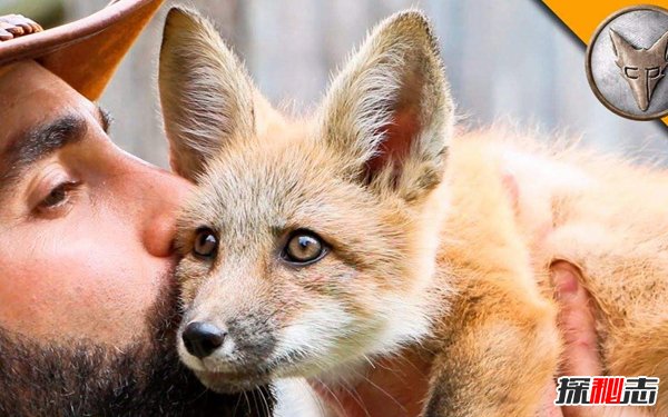世界上最大的狐狸 赤狐分布范围广毛色差异巨大