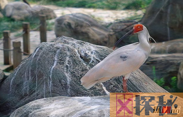 世界十大珍稀鸟类 丹顶鹤排名第六,第一有可能看不到了