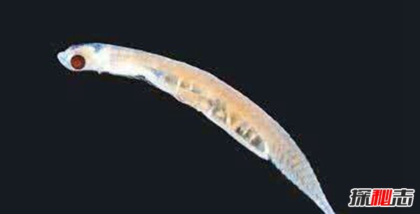 世界上最小的鱼 胖婴鱼仅七毫米长全身透明