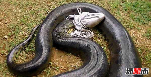马来西亚发现长达30米的蟒蛇 这是真实存在还是PS作品