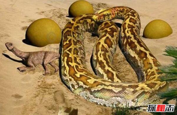 远古沃那比蛇是什么蛇，比泰坦蟒更凶的6米巨蛇(能吃恐龙)