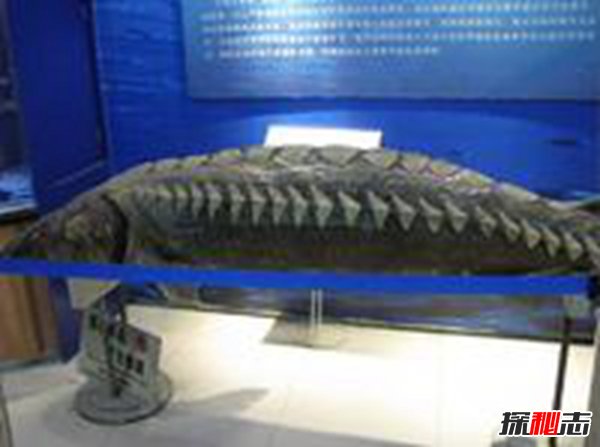 中国特有古老珍惜鱼类 龙鲨活化石般存在
