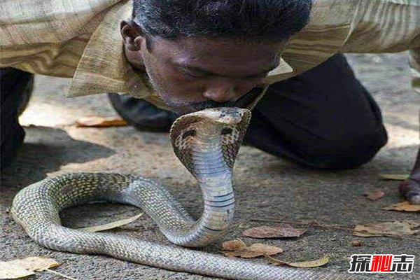 印度的蛇为什么没尊严？揭秘印度人独特的种族天赋