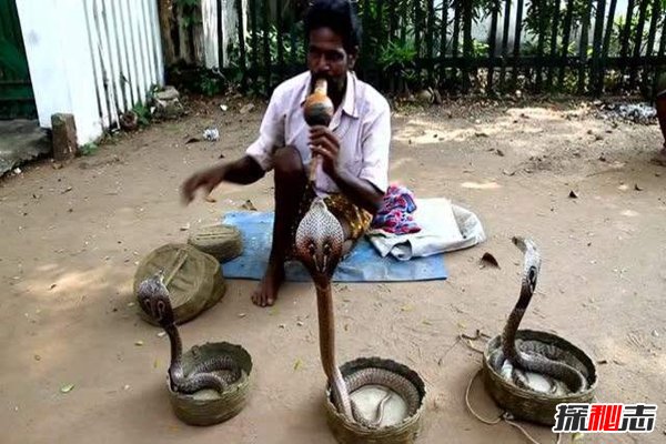 印度的蛇为什么没尊严？揭秘印度人独特的种族天赋