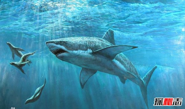中国特有古老珍惜鱼类 龙鲨活化石般存在
