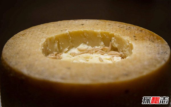 活蛆乳酪为什么被禁止？乳酪里面有活虫跳动简直惊悚