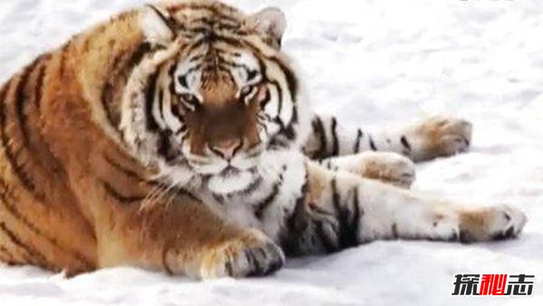 世界上最大的猫科动物 东北亚巨虎（800公斤重4米长）