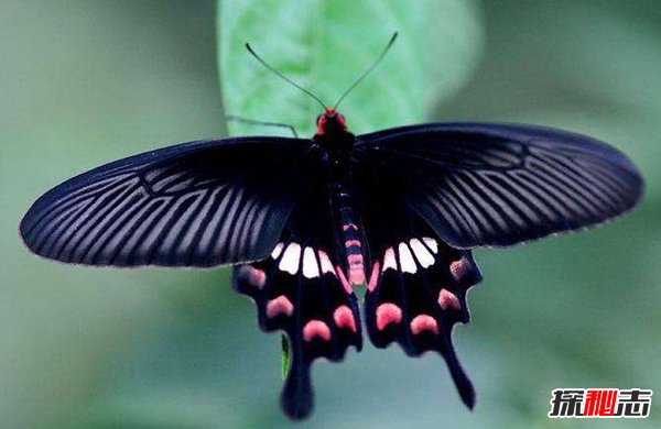 世界上最毒的蝴蝶 非洲长翅凤蝶可毒死6只猫