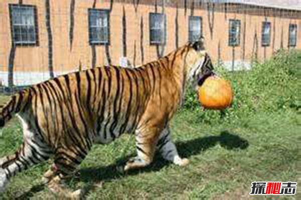 世界上最大的猫科动物 东北亚巨虎（800公斤重4米长）