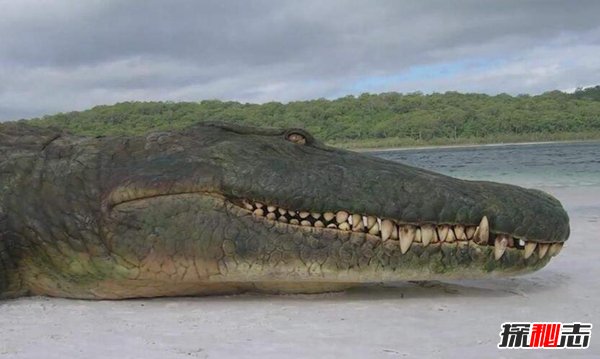 亚马逊莫拉氏鳄 身长10米体重超6吨（恐怖掠食者）