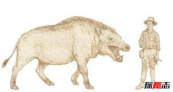 最大的陆生哺乳类食肉动物 安氏中兽（身姿灵活）