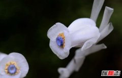 死亡之花水晶兰 水晶兰有什么特别之处