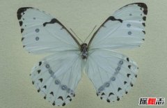 银白闪蝶 带着独特白色金属光芒的蝴蝶
