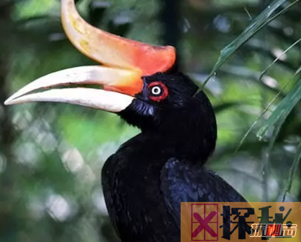 世界上最有特色的十种鸟 第五鸟喙似鞋底,第一寿命长达35岁