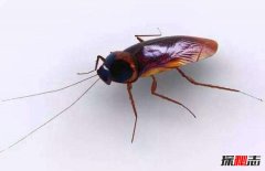 世界十大常见害虫 第二第三夏天乱飞极其常见