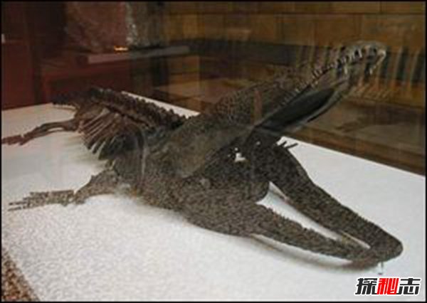 史前恐怖生物：虾蟆螈（身长5米以恐龙为食）
