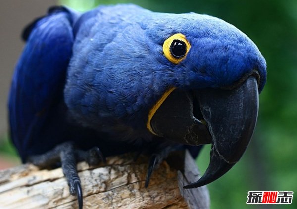 世界上10大最美最好看的鹦鹉 仅看一眼就能让你动心!