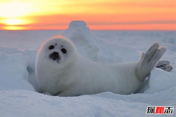 世上最美的十种白色动物：北极熊抱冰川睡觉，可爱如小孩