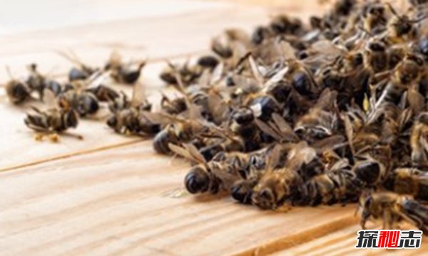 蜜蜂来家里是福还是祸?揭秘蜜蜂有趣的十大现象