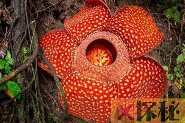 十大神奇植物：第四随风哈哈笑，第一堪称最大的花(1.4米)