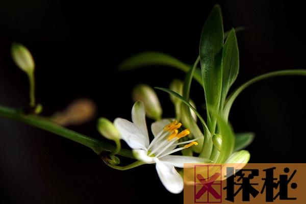 中国十大最香的花：第一非桂花莫属 第二3500米内都能闻