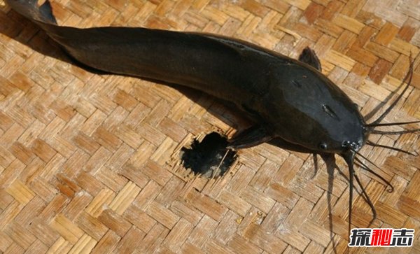 世界最具侵略性的10种鱼类 食蚊鱼/大口黑鲈榜上有名