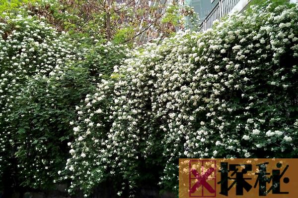 中国十大最香的花：第一非桂花莫属 第二3500米内都能闻