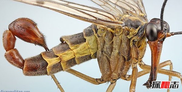 世界最恐怖的十大昆虫 光看就能把你吓疯(勿靠近)