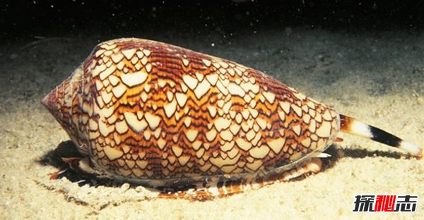 世界上最可怕的10种蜗牛 第二毒药高手,第十自带安全警报