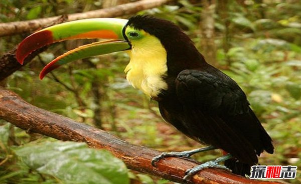 热带雨林有什么动物?盘点10种热带雨林的特有动物
