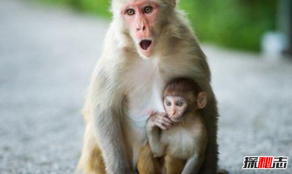 五只猴子道德起源启示 湿猴定律说明什么