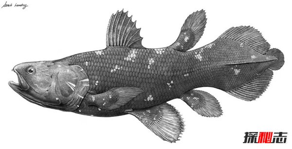 世界上最古老的鱼 腔棘鱼近况如何灭绝了吗