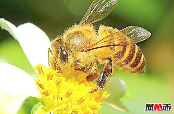 蜜蜂来家里是福还是祸?揭秘蜜蜂有趣的十大现象