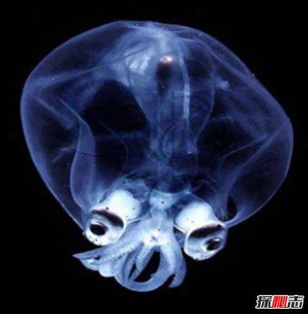 深海里有什么生物?深海中长相奇怪的10种动物